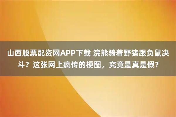 山西股票配资网APP下载 浣熊骑着野猪跟负鼠决斗？这张网上疯传的梗图，究竟是真是假？