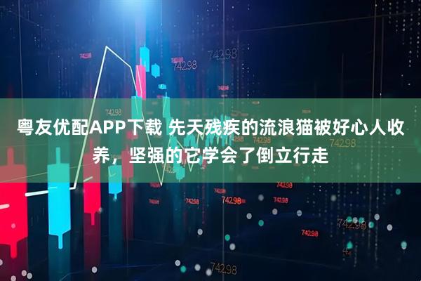 粤友优配APP下载 先天残疾的流浪猫被好心人收养，坚强的它学会了倒立行走